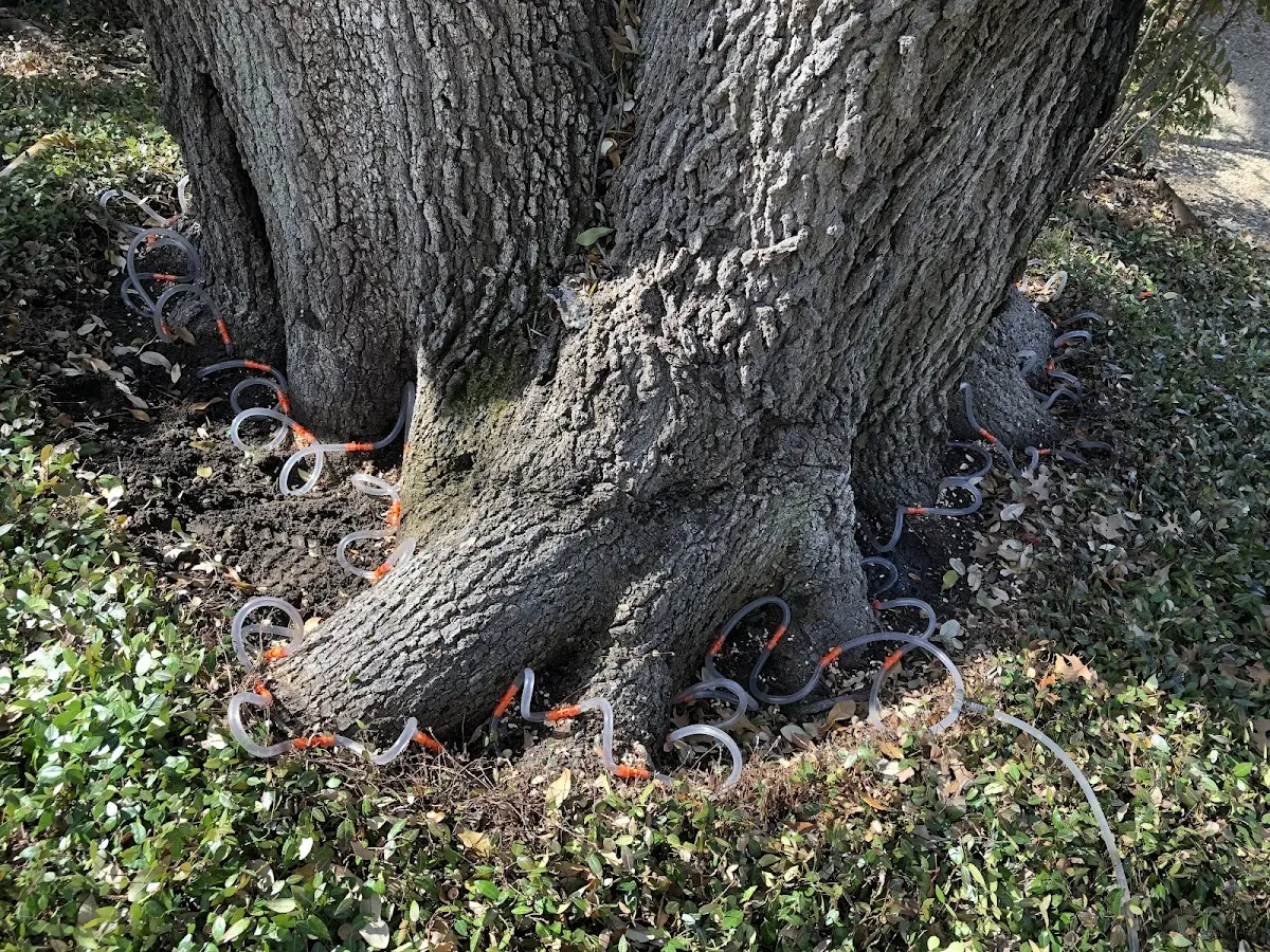 Detailed Tree Cabling and Bracing job site in Camillus
